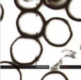 Lugubrum - Albino De Congo